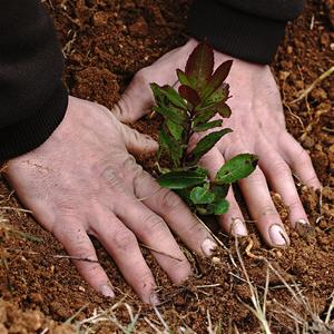 Nou impuls al pla de gestió agroforestal de Llopart. Llobart