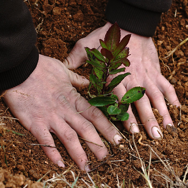 Nou impuls al pla de gestió agroforestal de Llopart. Llobart