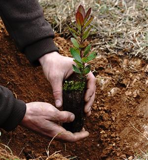 Nou impuls al pla de gestió agroforestal de Llopart