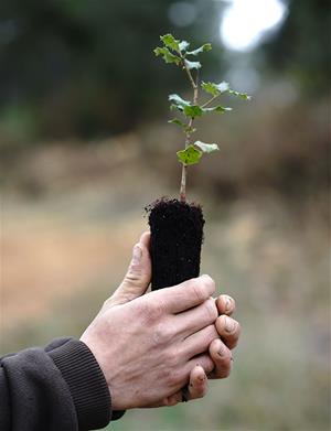 Nou impuls al pla de gestió agroforestal de Llopart