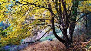 Open de Tir amb Arc Tradicional de Recorregut de Bosc 3D Serra de Llaers