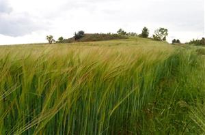 Paisatge de Sant Llorenç d'Hortons. Eix