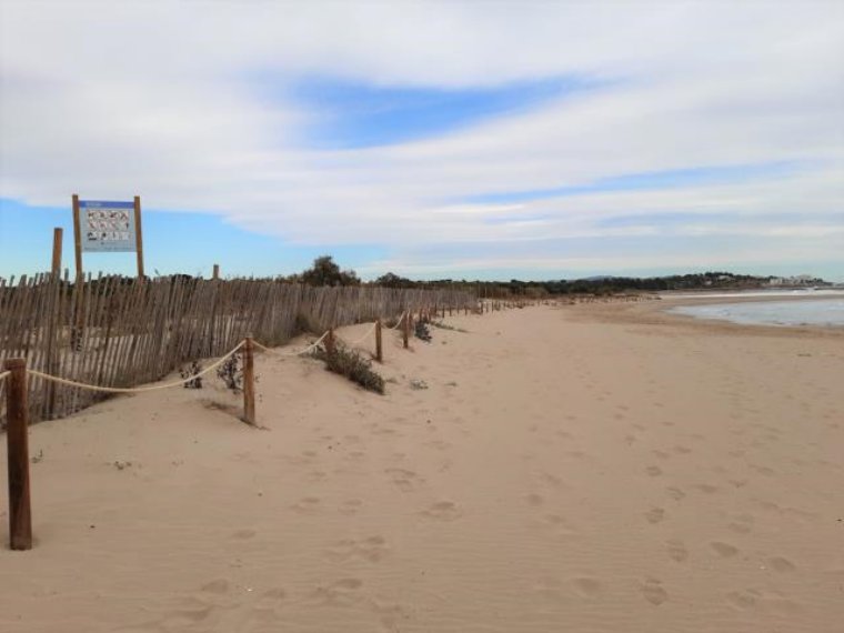 Planten diverses espècies a la platja Llarga de Vilanova per reforçar l'ecosistema. Ajuntament de Vilanova