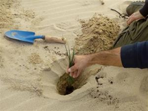 Planten diverses espècies a la platja Llarga de Vilanova per reforçar l'ecosistema