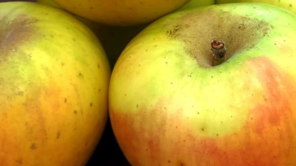Pontons promociona la seva poma i destaca els seus valors culinaris. CC Alt Penedès