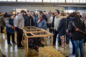 Prop de 40.000 persones visiten la 358a edició de la Fira del Gall de Vilafranca del Penedès. Fira del Gall