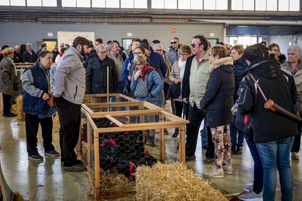 Prop de 40.000 persones visiten la 358a edició de la Fira del Gall de Vilafranca del Penedès. Fira del Gall