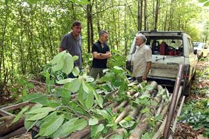 Propietaris forestals denuncien traves per fer rendibles els boscos