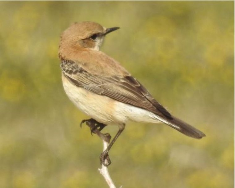 Protegim la nostra biodiversitat: torneu a posar els tancats a Ribes Roges. Arba Litoral