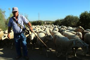 Recuperen el camí ramader de Santa Coloma de Queralt a Cunit. ACN
