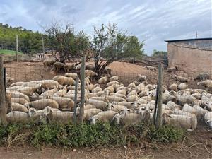 Recuperen l'antic camí transhumant des de Santa Coloma de Queralt a Cunit. ACN