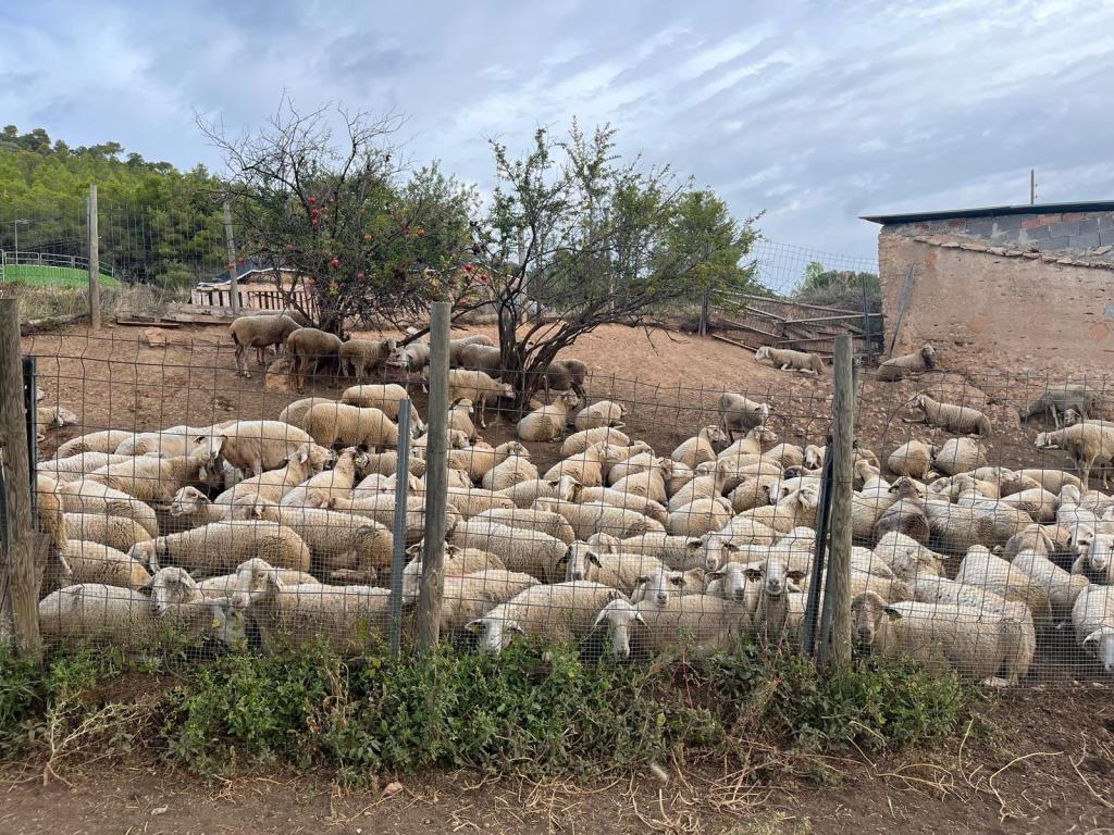 Recuperen l'antic camí transhumant des de Santa Coloma de Queralt a Cunit. ACN