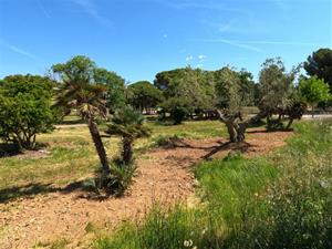 Replanten els arbres que hi havia a l'antiga central tèrmica de Cubelles. Endesa