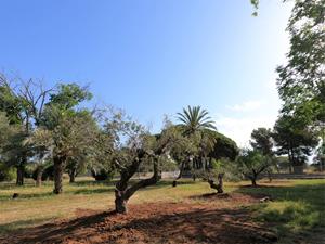 Replanten els arbres que hi havia a l'antiga central tèrmica de Cubelles