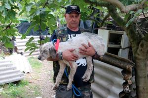 Rescaten 17 gossos que malvivien ferits i desnutrits en una finca de Banyeres del Penedès