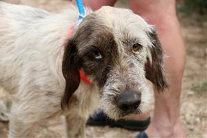 Rescaten 17 gossos que malvivien ferits i desnutrits en una finca de Banyeres del Penedès