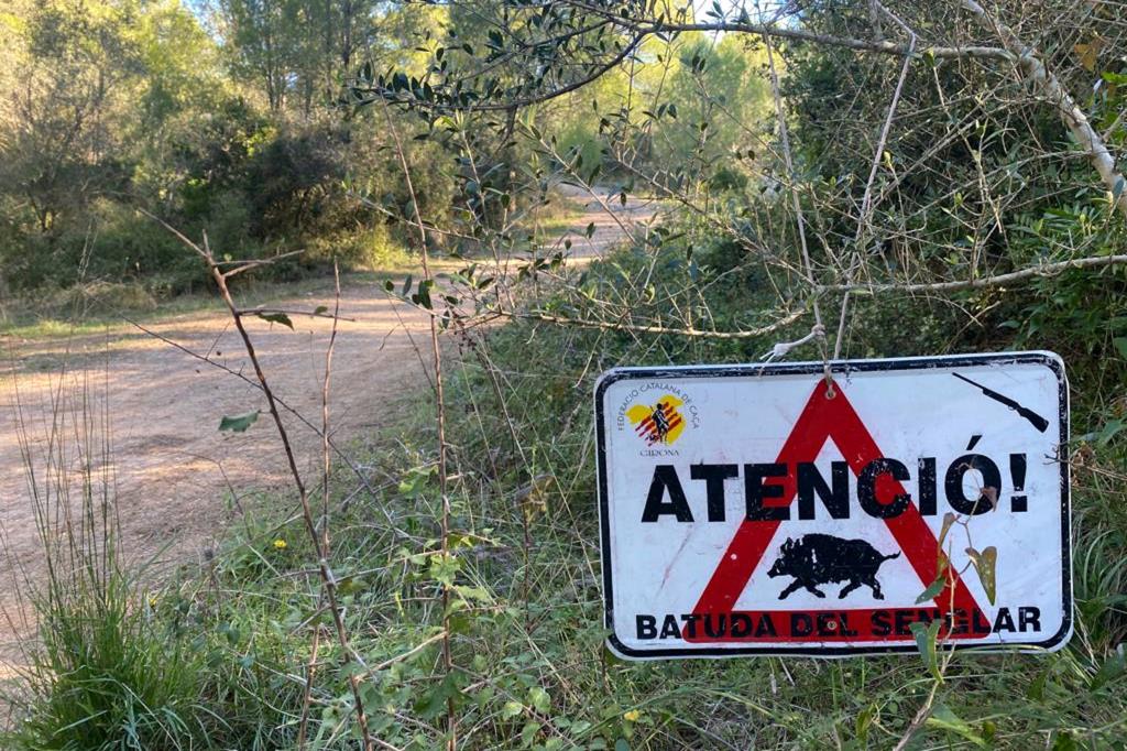 S’activa el Pla de xoc per controlar les poblacions de senglar a la vinya. ACN