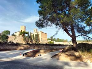 Sant Pere de Ribes estrena el renovat camí al cementiri per Tots Sants. Ajt Sant Pere de Ribes