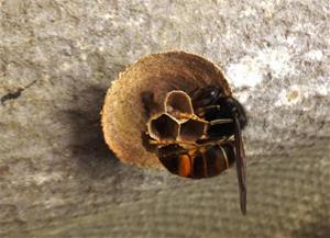Sant Sadurní d'Anoia demana la col·laboració ciutadana per aturar l'expansió de la vespa velutina . Antoni Armengol/ Anura