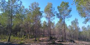 Servei de Gestió Forestal i Energia. Eix