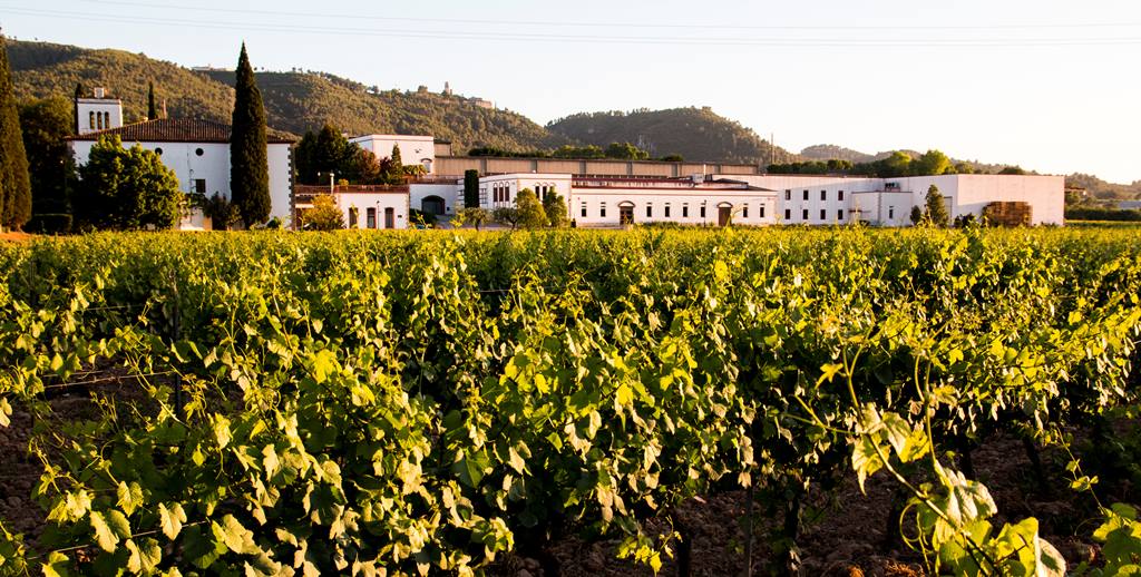 Sumarroca, l’herència familiar que dona personalitat a uns vins i caves autèntics. . Sumarroca