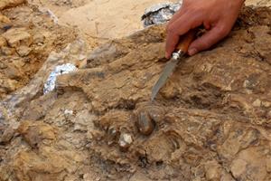 Troben al Penedès fragments de crani de diverses espècies extingides fa 14 milions d'anys