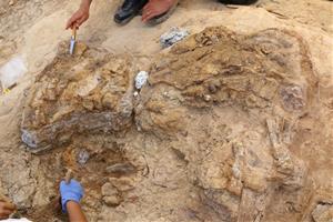Troben al Penedès fragments de crani de diverses espècies extingides fa 14 milions d'anys