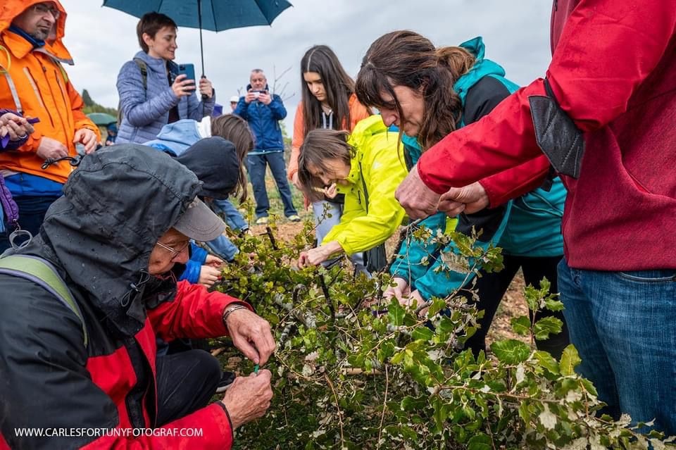 Un centenar de persones participen a la plantada d'una alzina en memòria de la vilafranquina Mònica Hill. Carles Fortuny