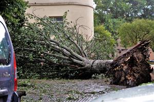 Un esclafit a Vilafranca del Penedès inunda carrers i tomba arbres.  Maria Rosa Ferré