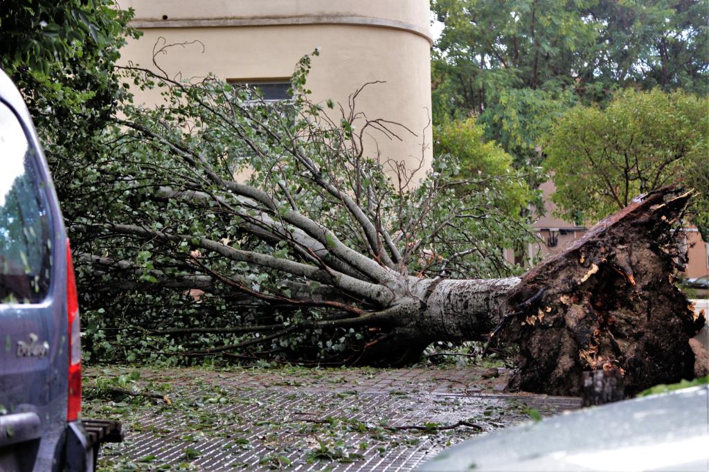 Un esclafit a Vilafranca del Penedès inunda carrers i tomba arbres.  Maria Rosa Ferré