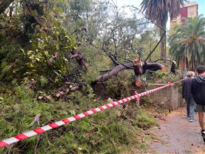 Un esclafit a Vilafranca del Penedès inunda carrers i tomba arbres 