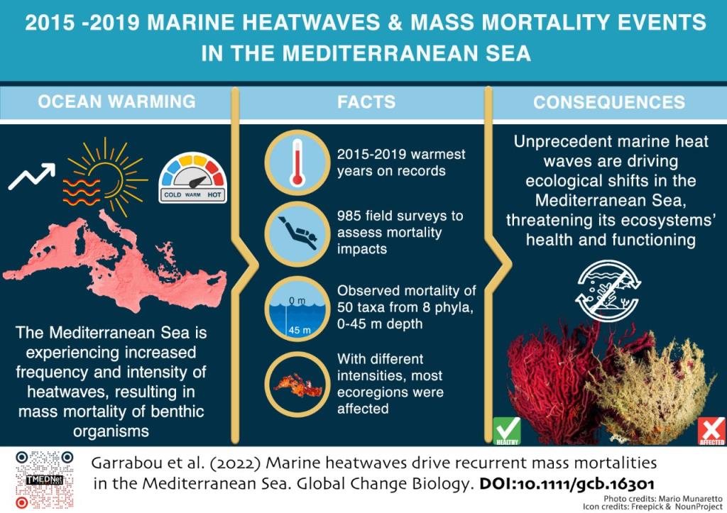 Un estudi comprova la mortalitat massiva d'espècies marines causada per onades de calor al Mediterrani. EIX