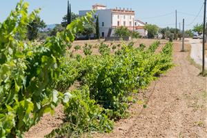 Unió de Pagesos demana que es replantegi l'Agroparc Penedès perquè està projectat sobre sòl de protecció especial. Ametller Origen