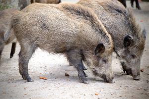 Unió de Pagesos reclama al Ministeri més efectius per controlar els senglars per evitar l'entrada de la pesta porcina. ACN