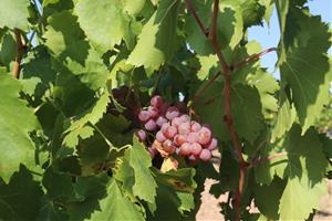 Unió de Pagesos recorre la reducció de noves autoritzacions de vinya aprovada per l'estat espanyol. ACN