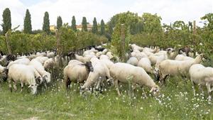 Vilafranca del Penedès acull el maig el Segon Simposi de Viticultura Regenerativa