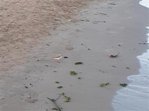 Vilanova comença el condicionament de la platja de Ribes Roges per a la protecció del corriol camanegre. Ajuntament de Vilanova