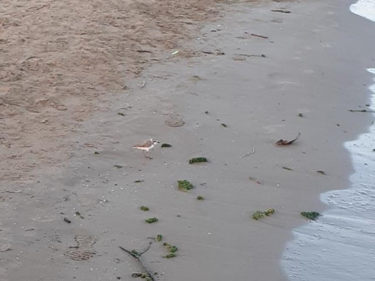 Vilanova comença el condicionament de la platja de Ribes Roges per a la protecció del corriol camanegre. Ajuntament de Vilanova