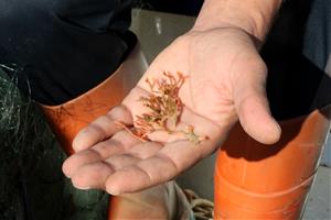 Vilanova instal·la aquaris per recuperar coralls, gorgònies i esponges pescades accidentalment