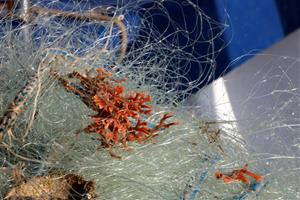 Vilanova instal·la aquaris per recuperar coralls, gorgònies i esponges pescades accidentalment