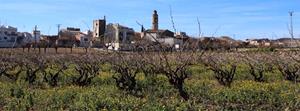 Vinyes i l'església de Santa Maria de la Bisbal del Penedès. Turismebaixpendes.cat