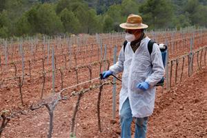 Acció Climàtica comença a aplicar un producte perquè els cabirols no s'apropin a la vinya i se la mengin. ACN