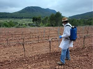 Acció Climàtica confirma l'efectivitat del producte per protegir les vinyes dels cabirols. ACN