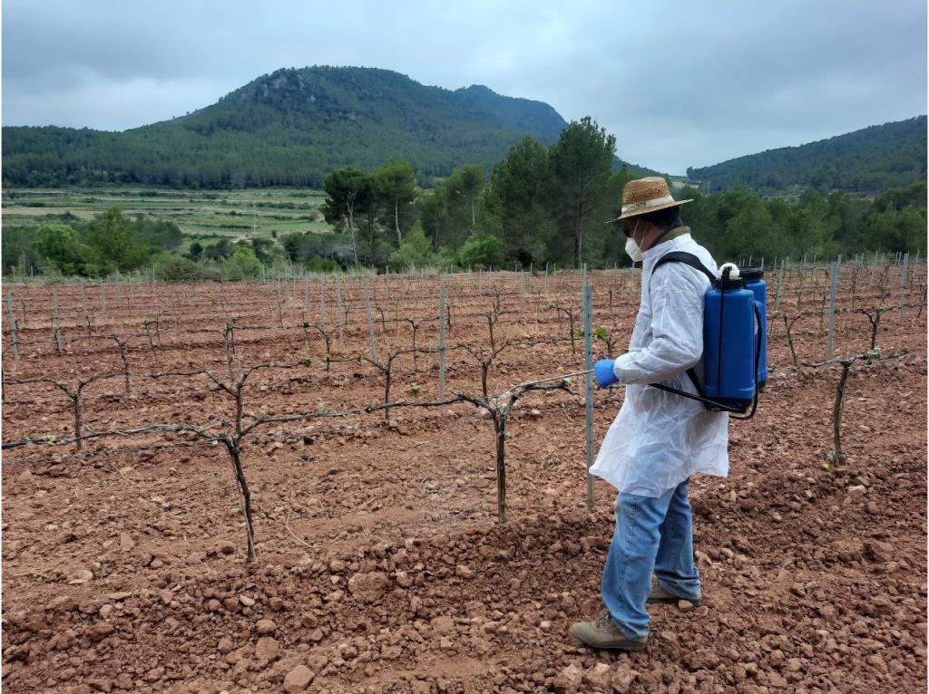 Acció Climàtica confirma l'efectivitat del producte per protegir les vinyes dels cabirols. ACN