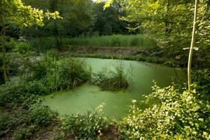 Agbar promou el desenvolupament d’infraestructures verdes, basades en la natura, per preservar la biodiversitat i adaptar-se als efectes del canvi cli