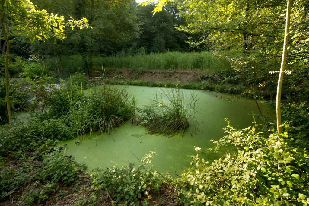 Agbar promou el desenvolupament d’infraestructures verdes, basades en la natura, per preservar la biodiversitat i adaptar-se als efectes del canvi cli