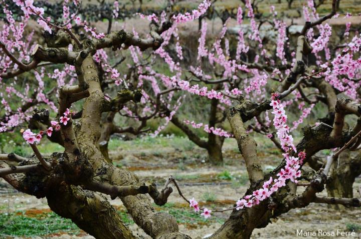 2a. Passejada Temps de Floració per la Terra del Préssec d'Ordal