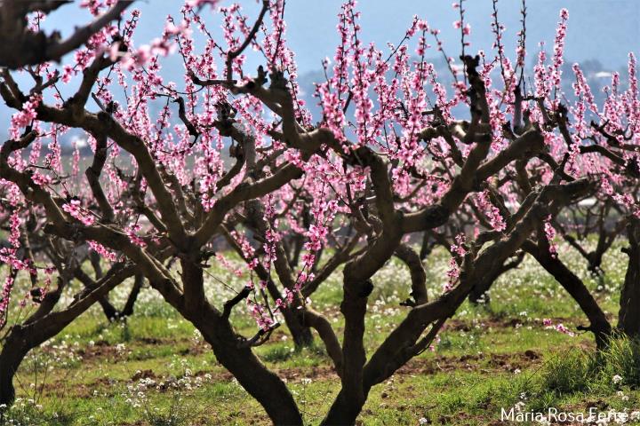 3a. Passejada Temps de Floració per la Terra del Préssec d'Ordal