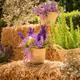 Fira+d%e2%80%99herbes+Remeiart