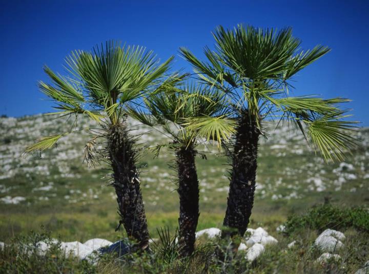 IX Trobada de presentació d’estudis dels parcs del Garraf i Olèrdola
